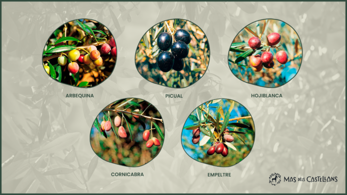 Variedades de las principales aceitunas para poder hacer una cata de aceite