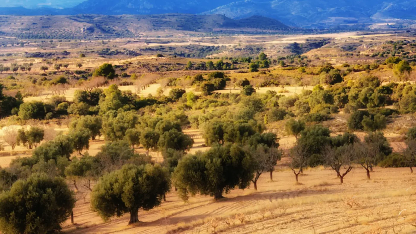 Rutas del Aceite - AOVE del Bajo Aragón