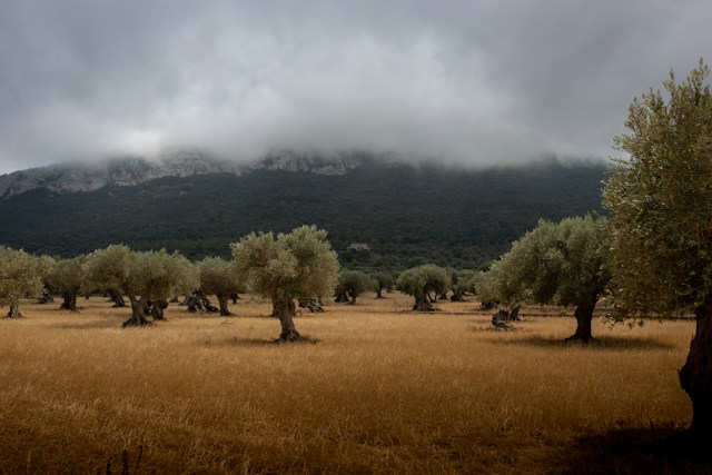 Rutas del Aceite - Campo de olivos